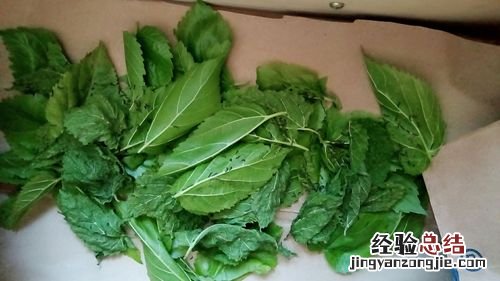 没桑叶了蚕可以饿几天