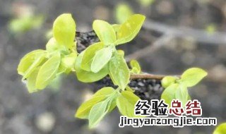 新栽的柿子树什么时候发芽 柿子树什么时候发芽