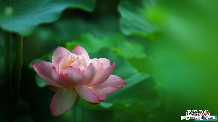 碗莲水里虫子的清理方法
