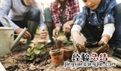 发财树用生根粉泡后多久长根 发财树生根粉泡5个小时