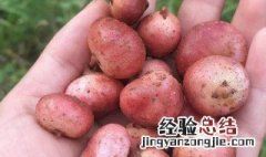 什么是豆薯 豆薯有什么营养价值