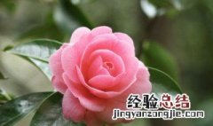 家里餐厅放什么花好 餐厅摆放什么花好