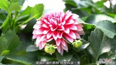 小丽花什么时候开花