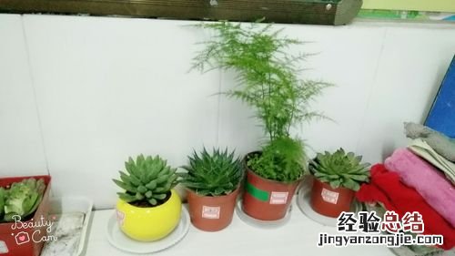 文竹和多肉植物一块种有什么好处