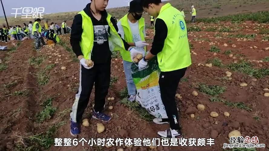 土豆哪里挖土豆地里挖一挖一麻袋