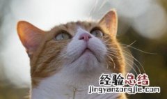 房间猫屎味怎么去除 用什么办法消除猫屎味