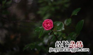 小院养花怎么摆好着 小院养花技巧