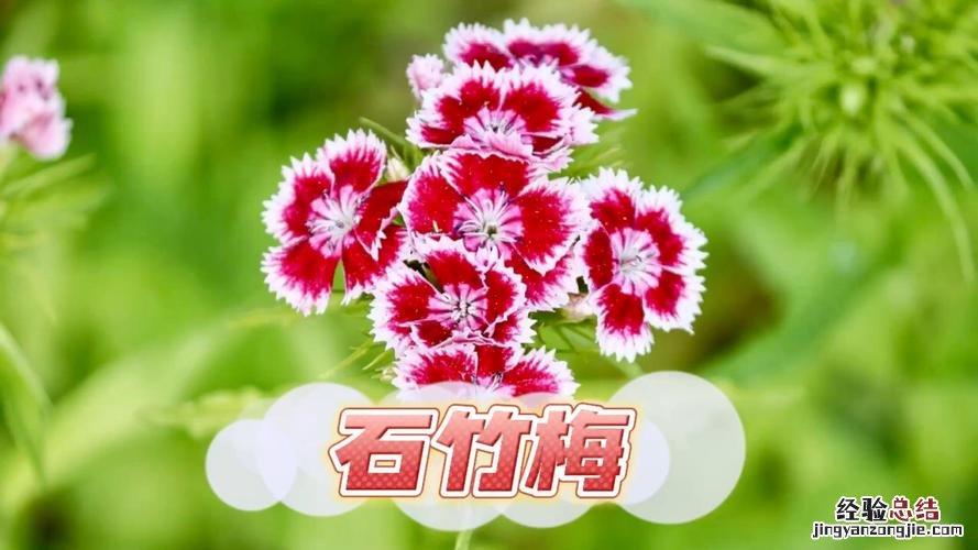 相思梅和石竹梅的区别