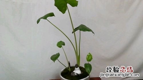 滴水观音如何施肥浇水,水肥施加过多怎么办
