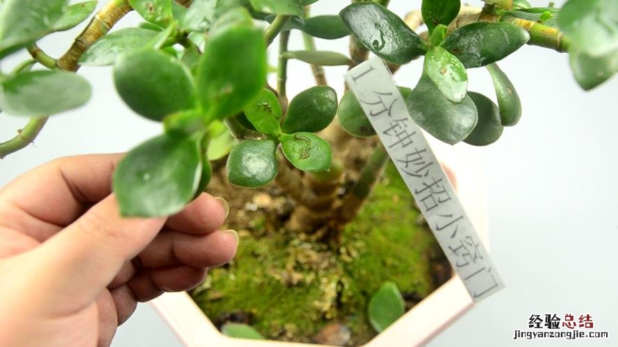 土里加点它,叶子绿的滴油,花开100朵,养啥都爆盆!