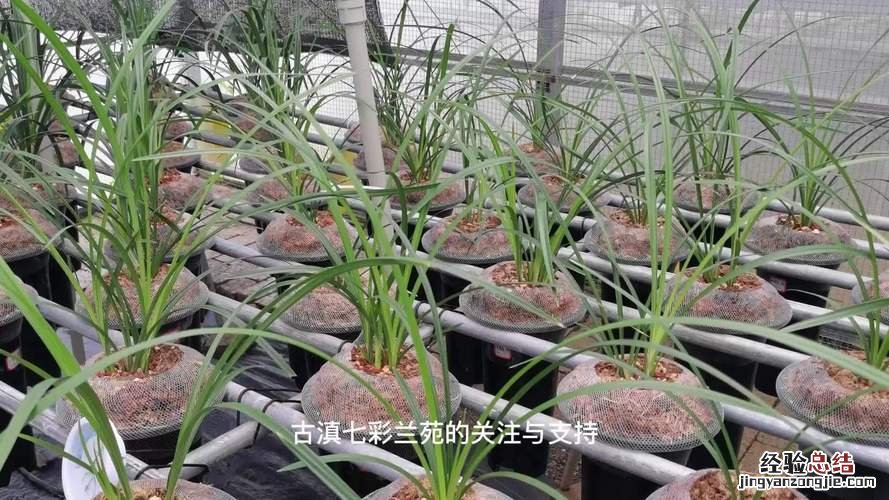 兰花用什么肥可以多开花，自制兰花肥料方法