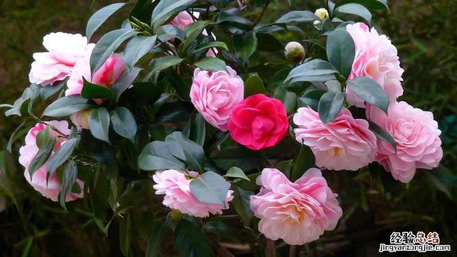 春天茶花掉叶子掉花怎么办