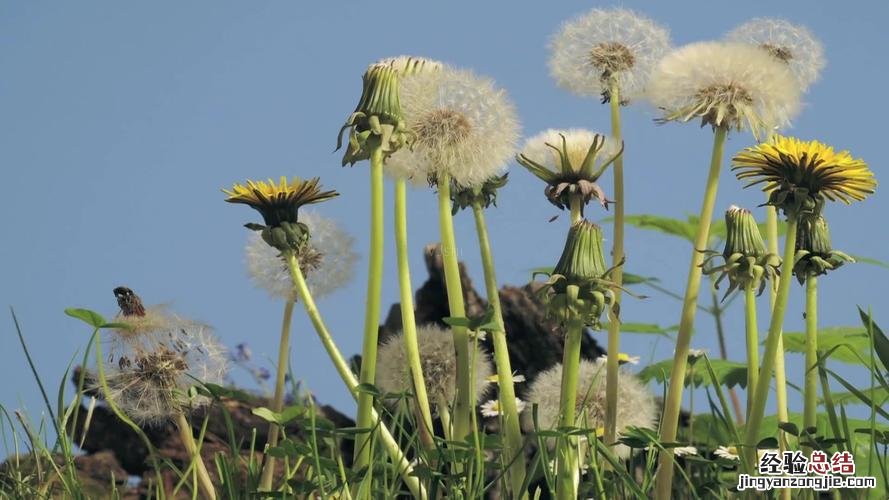 蒲公英的特点，蒲公英像什么