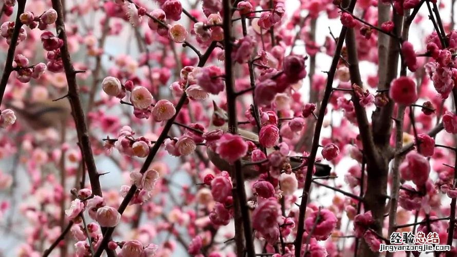 什么的梅花什么的梅花什么的梅花