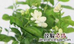 花叶子被冻坏了怎么办 花叶子冻伤了怎么办