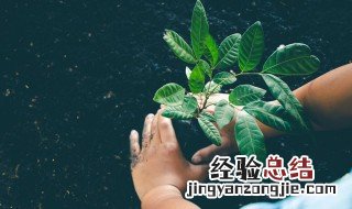 小学生植树的方法和技巧 小学生植树的方法和技巧图片