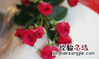 为什么月季花的花苞发黄枯萎了? 月季花花苞枯黄是什么原因