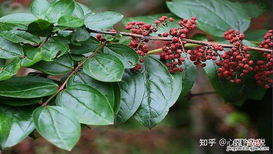 醉鱼草分布在哪,有什么功效和作用
