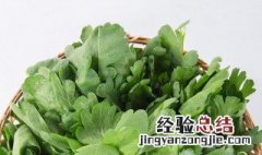 茼蒿是什么菜