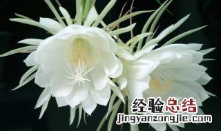 昙花被冻了怎么处理最好 昙花被冻了怎么处理