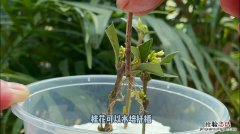 桂花插枝时间和方法