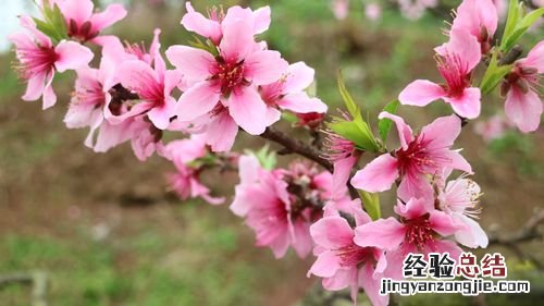 桃花是什么颜色,桃花什么季节开花
