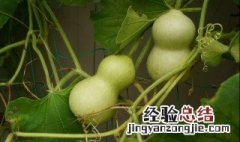 干葫芦发霉黑斑怎么去除 干葫芦发霉黑斑可以怎么去除