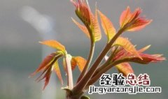 香椿树几月份剪枝最好 香椿树什么季节剪枝好