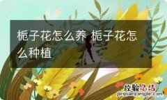 栀子花怎么养 栀子花怎么种植