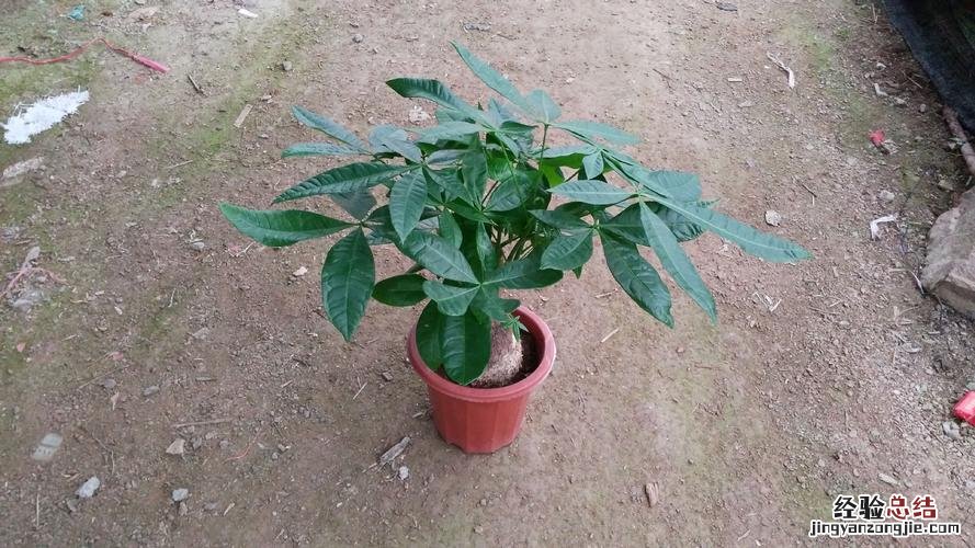 发财树用什么盆适合，什么季节换盆好