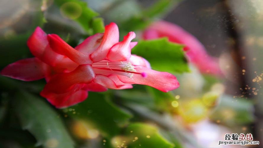 “蟹爪兰”这么养,叶子坚挺有力,花开不断