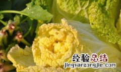 什么是黄芽菜 黄芽菜的功效和作用