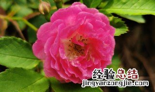 蔷薇什么季节剪枝最好 蔷薇什么季节剪枝