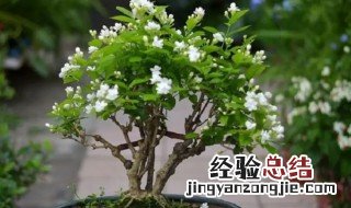 修剪茉莉花枝的技巧 茉莉花应如何修剪枝条