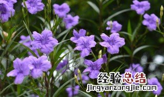 翠芦莉怎样过冬 翠芦莉冬天