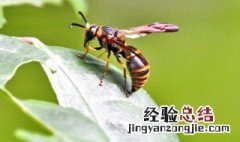 虎头蜂怎么养殖 虎头蜂怎么养殖视频