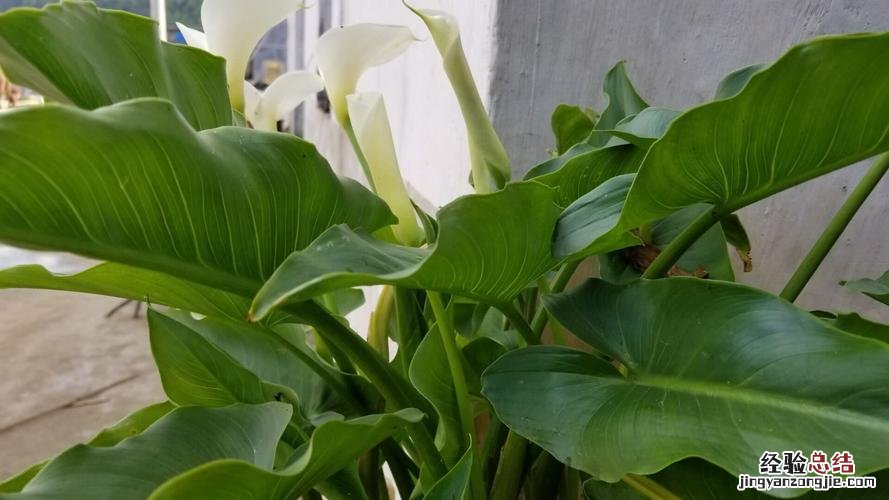 马蹄莲适合深盆还是浅盆,马蹄莲适合多大的盆