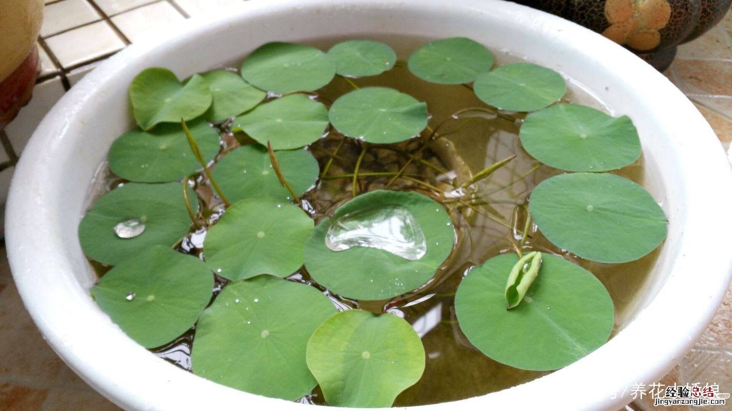 碗莲用多大的盆种最佳,可以一直水养吗?