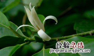 白兰花受冻怎么挽救 白兰花怕冻吗