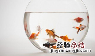 鱼缸多长时间加一次盐 鱼缸加盐多久一次