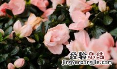 杜鹃花干叶子怎么补救图片 杜鹃花干叶子怎么补救