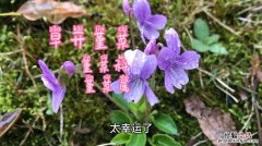 紫花堇菜的养殖方法