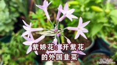 紫娇花如何养