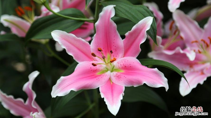 各种颜色百合花语，送人的含义是什么