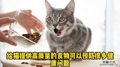 猫吃什么食物 猫吃什么食物好