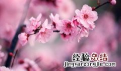 腊梅花需要修剪吗 腊梅花什么时候剪枝