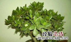 玉树是多肉观赏植物吗 玉树属于多肉植物吗