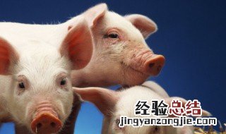 猪肉里脊肉是哪个部位 猪肉里脊肉是哪个部位图片