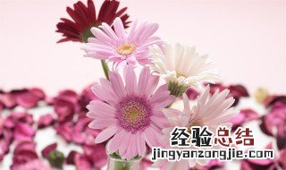 扶郎花寓意着什么 扶郎花含义