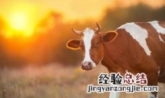 牛后胸肉是牛的哪个部位 牛后胸肉是牛身上哪个部位